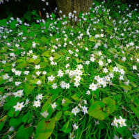 ハナニラ、ハルジオン、イチゴの花（板橋区立赤塚植物園 2024.4.17撮影）