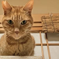 chatGPTで遊ばれちゃいました