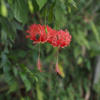 温室の花