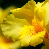 酷暑 と トロピカルな黄色いカンナの花