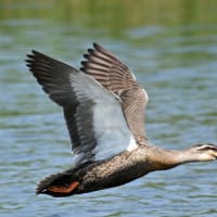 7/10  6月中旬に出会った鳥達