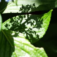 真夏を思わせる6月の実習