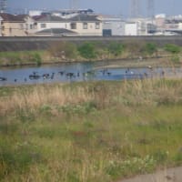 朝の曽根遺跡