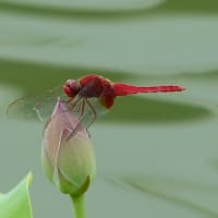 アオサギ
