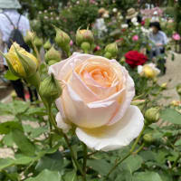 敷島公園のバラが満開です