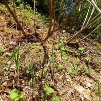 桧枝岐の山菜2025/6