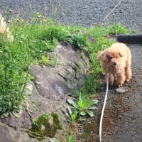 花が終わって新緑が美しい参道