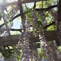 Westeria Festival in Fujioka