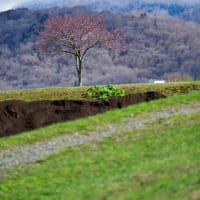 青森・北海道の撮影旅行その２０　（うらかわオバケ桜ほか）