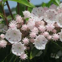 カルミアの花