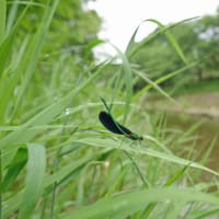 曇り空の河川で