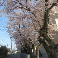 桜が満開となる