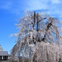 今日の姫路城 桜は？ '25.3.31