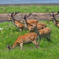 北海道で出会った鳥たち❾‼️    2025.6.22〜6.27    撮影
