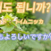 【質問してもよろしいですか？―チルムネド トｲムニッカ】