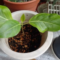 植え替え組も育ってきた