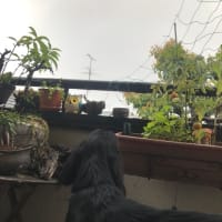 はじまりはいつも雨〜♪