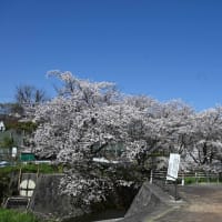 長沢川　桜