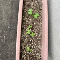 朝顔、おはよう、夏が来る！