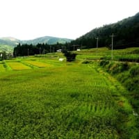 滋賀県・高島市の「在原の棚田と集落」