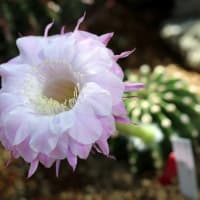 エキノプシス　‐　咲くやこの花館