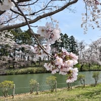 高田公園　桜