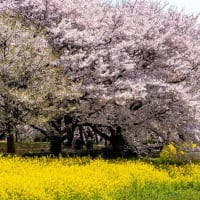 上堰潟公園の菜の花と桜