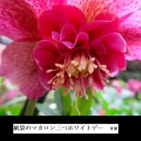 ★１２　煌めくドレス