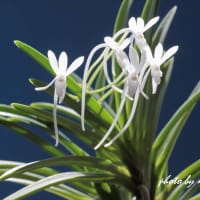 富貴蘭「無名」の花(過去の画像倉庫から)