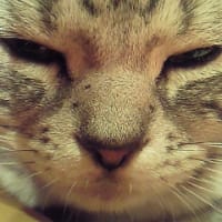 今日のミー