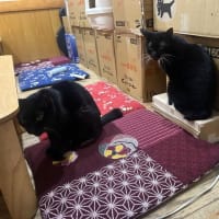 看板猫のいるお店で猫飲み 2 (2408-1)