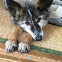 『愛犬銀ボー亡くなり丸５年に🐕❣️』