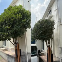 家の壁に枝葉が当たるキンモクセイを剪定作業でスッキリと！【キンモクセイ 剪定／庭木管理／植木屋 作業】