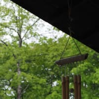 雨の福島市民家園にてクマガイソウなどの山野草を（2025.5.6）#1