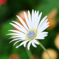 みつけイングリッシュガーデンで花撮影