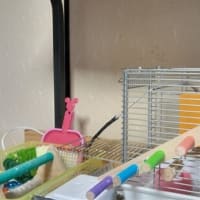 ピーコと　ミニドライブ　しました～♬　