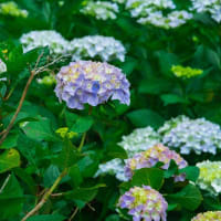 古湯山なか紫陽花の道　～佐賀市富士町の古湯温泉～　　2025/6/21