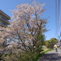 令和６年４月、私達の散歩道 桜散りはじめました