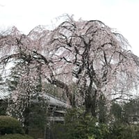 川越　中院のしだれ桜