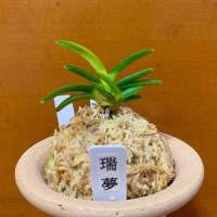 富貴蘭系統図 - 純風満蘭 富貴蘭・風蘭ブログ 着生蘭よもやま話