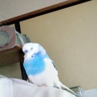 相変わらず　変わりない　日々です