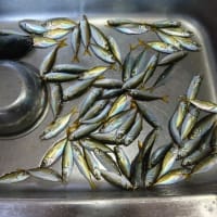 鯵釣り