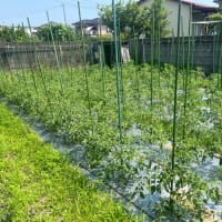 中玉トマト結束など