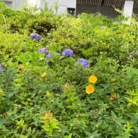 草ぼーぼー
