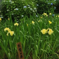 花しょうぶが咲く風景