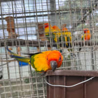 掛川花鳥園