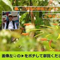 2025ー07ー12(^_-)-☆初夏の我が家の花壇～🌹バラの花達のミュージックMovie②！