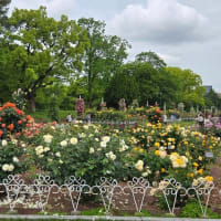 05/22 鶴舞公園 バラ満開