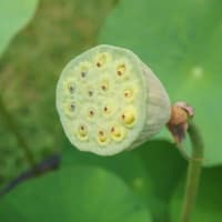 夏の花：大賀蓮