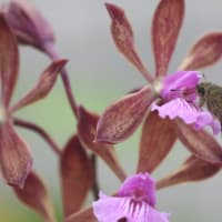 Encyclia phoenicea(チョコレートの香り)